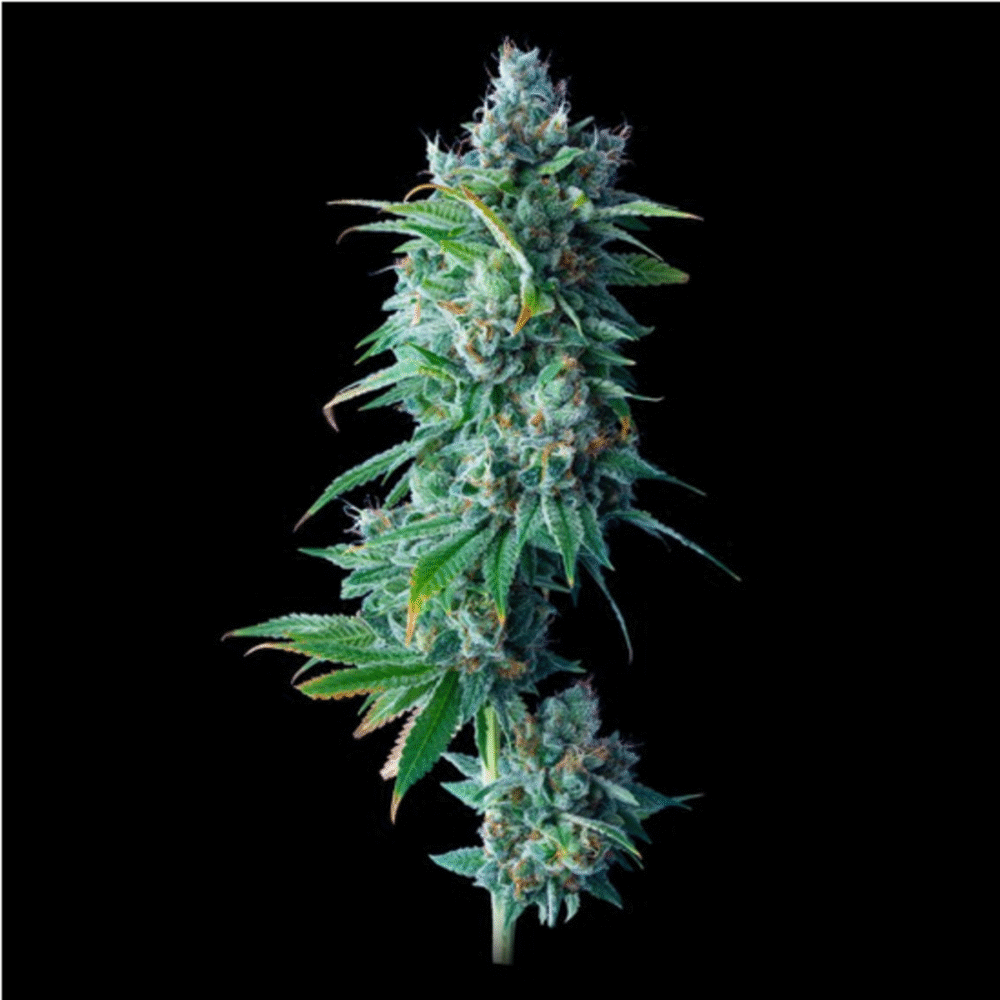 24k Gold Feminisiert-3 Samen - Seeds24