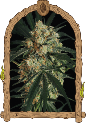 A.A.A Auto -3 Samen - Seeds24