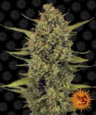 Acapulco Gold Feminisiert-3 Samen - Seeds24