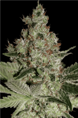 Acid Feminisiert-3 Samen - Seeds24