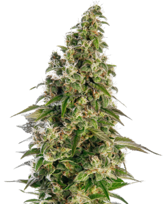 Afghani 1 Automatic-3 Samen - Seeds24