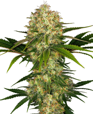 Afghani 1 Feminisiert-3 Samen - Seeds24