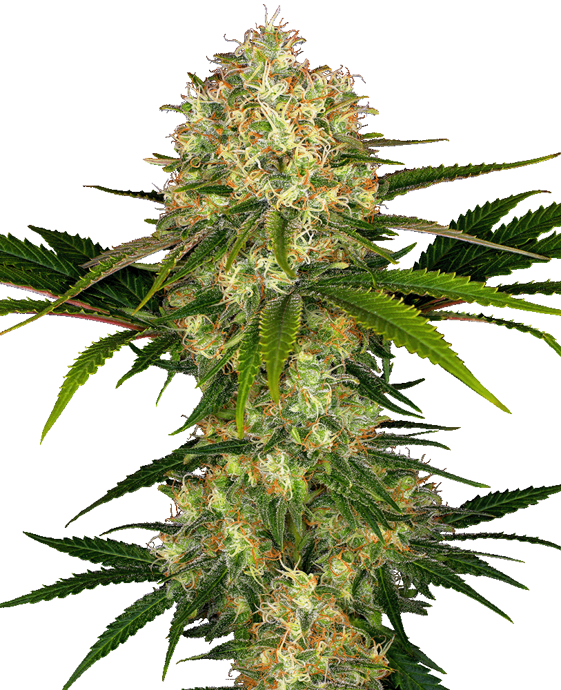 Afghani 1 Feminisiert-3 Samen - Seeds24