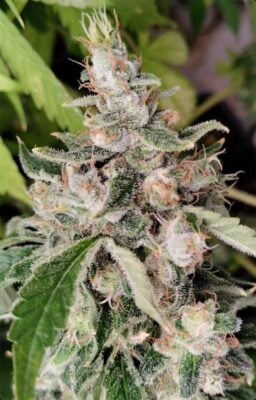 African Gas Feminisiert-3 Samen - Seeds24