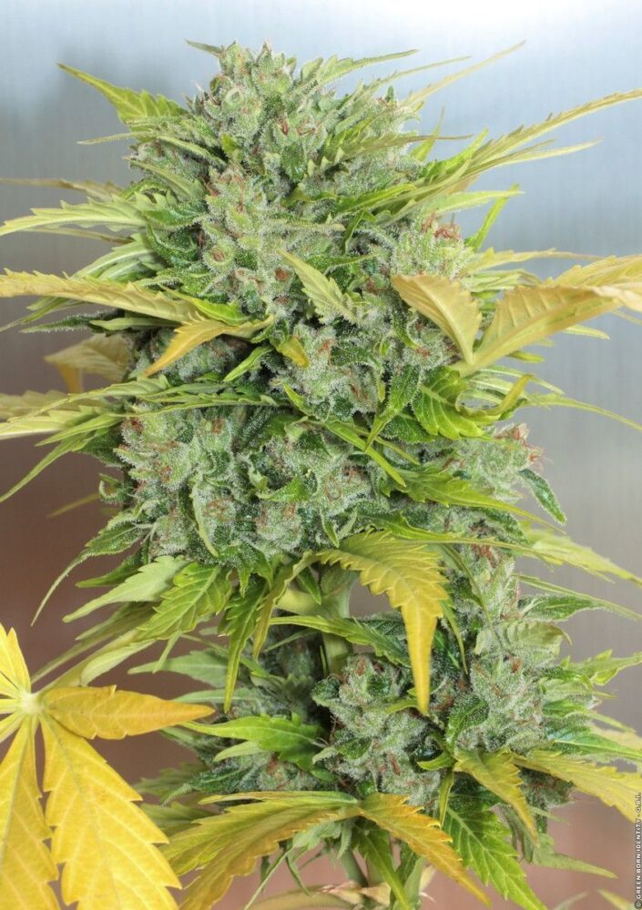AK-47 Auto-3 Samen - Seeds24