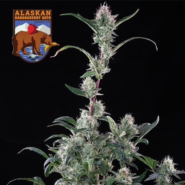 Alaskan Bananaberry Auto -50 Samen - Seeds24