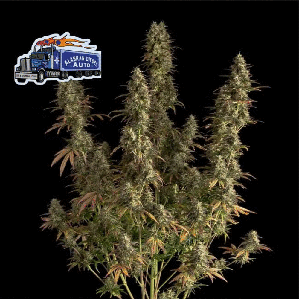 Alaskan Diesel Auto-3 Samen - Seeds24