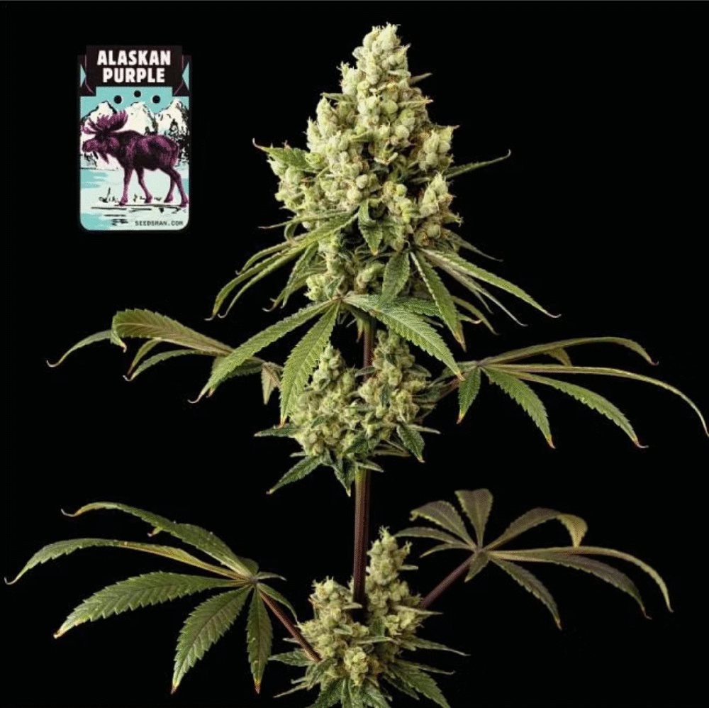 Alaskan Purple Feminisiert-50 Samen - Seeds24