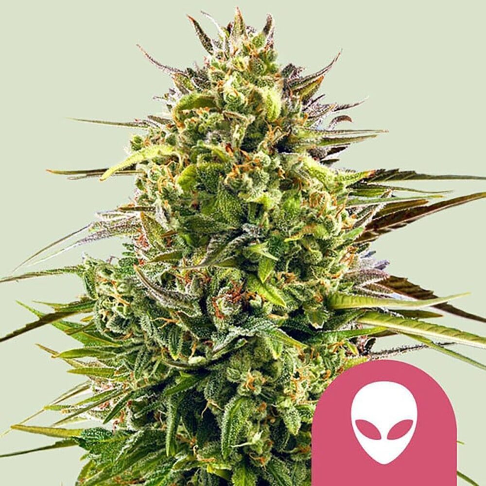 Alien OG Feminisiert-3 Samen - Seeds24