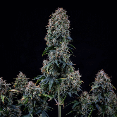 Alien Vs Triangle Auto-3 Samen - Seeds24