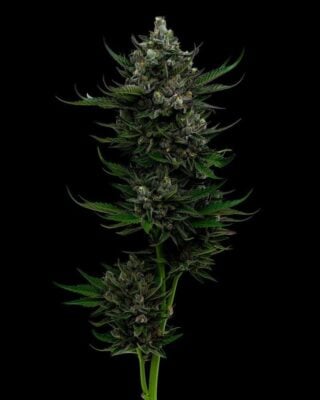 All Gas OG Auto-3 Samen - Seeds24
