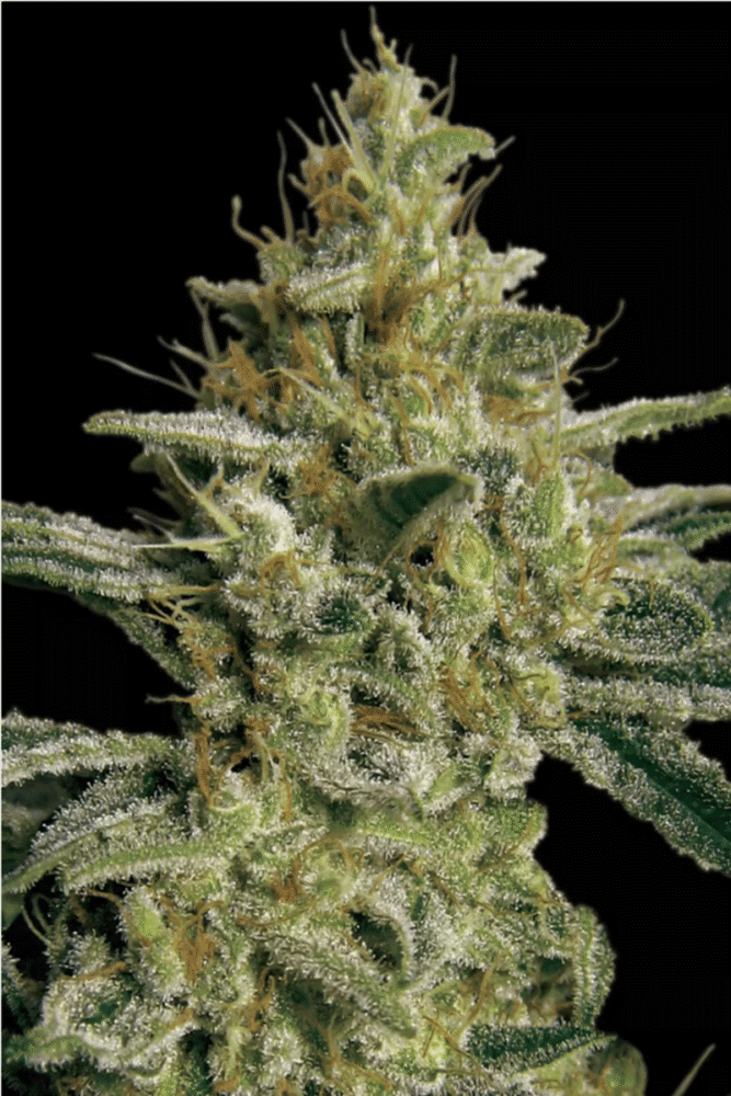 Allkush Feminisiert-3 Samen - Seeds24