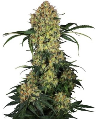 Aloha OG Feminisiert-3 Samen - Seeds24