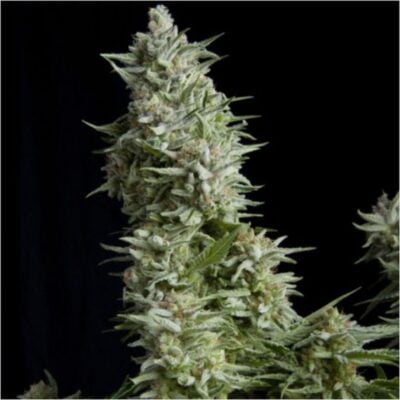 Alpujarrena Feminisiert-3 Samen - Seeds24