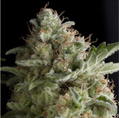 American Pie Feminisiert-3 Samen - Seeds24