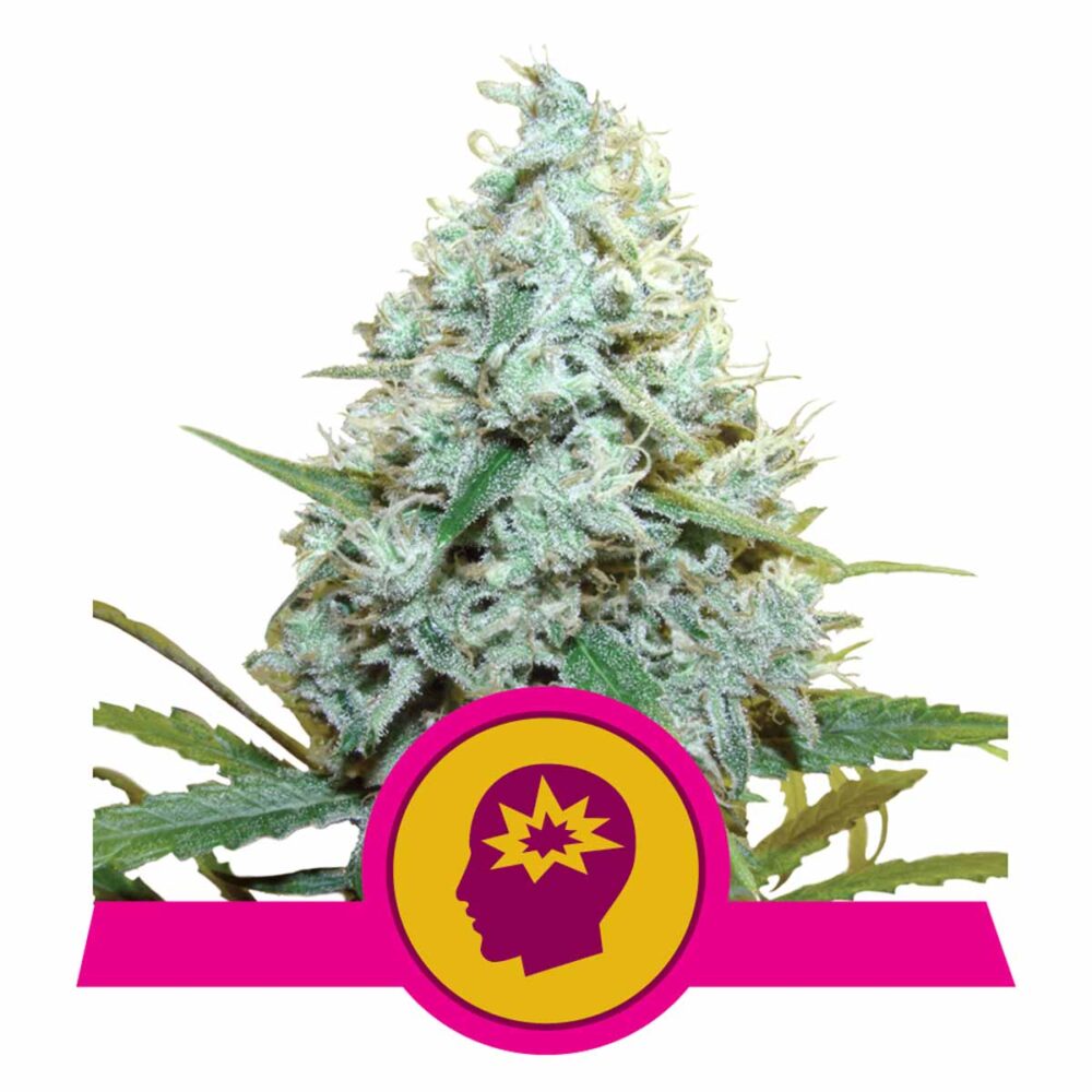 AMG - Amnesia Mac Ganja Feminisiert-3 Samen - Seeds24