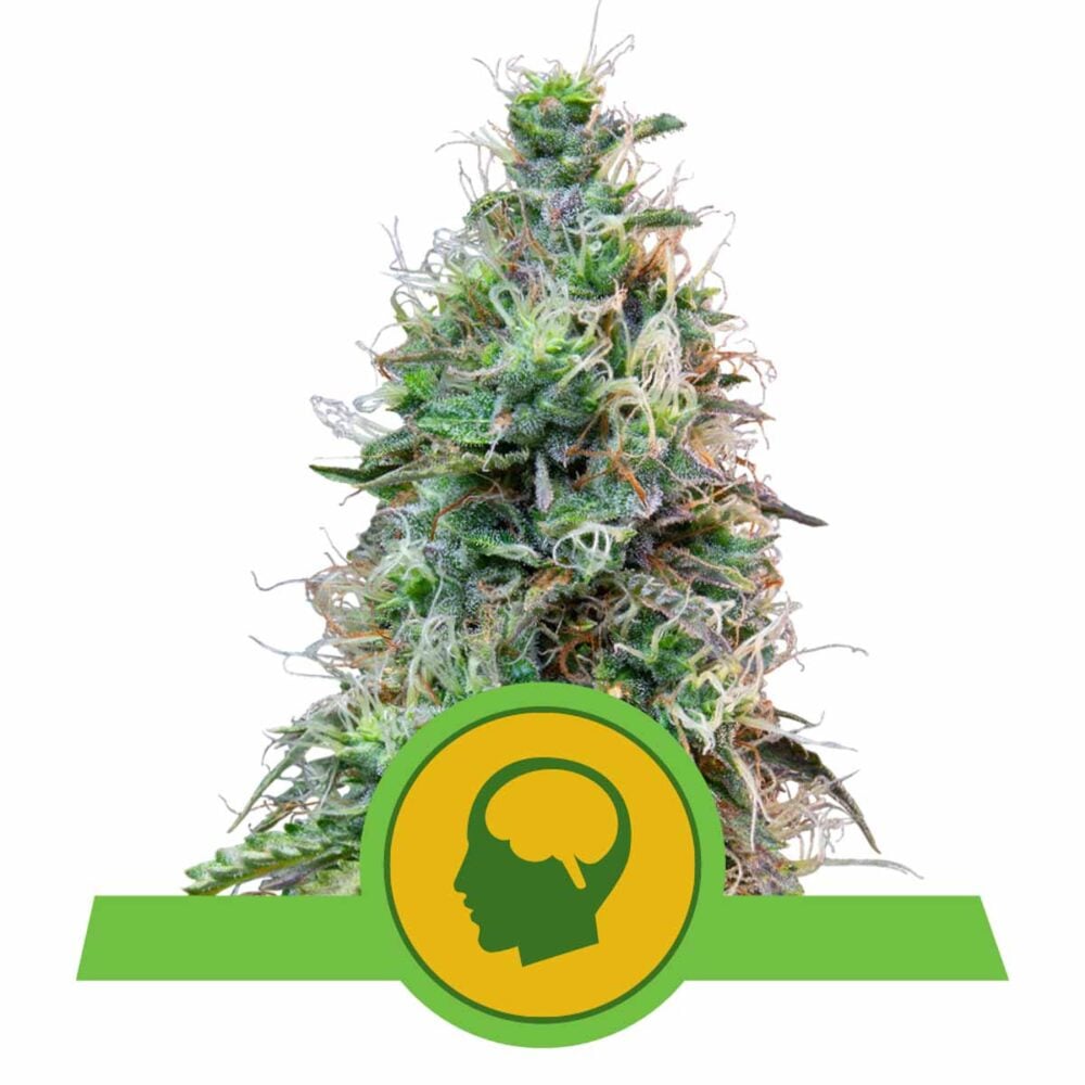 Amnesia Haze Automatic-3 Samen - Seeds24