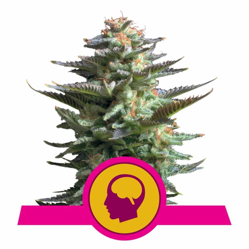 Amnesia Haze Feminisiert-3 Samen - Seeds24