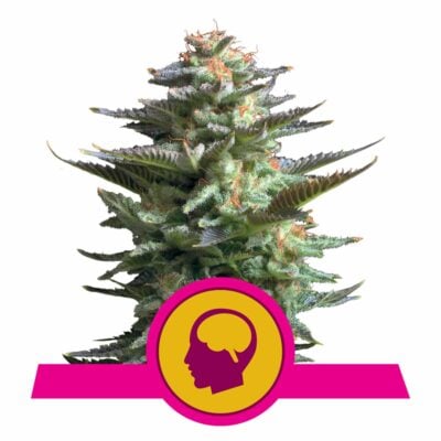 Amnesia Haze Feminisiert-3 Samen - Seeds24