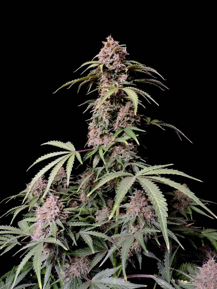 Amnesia Zkittlez Auto-3 Samen - Seeds24