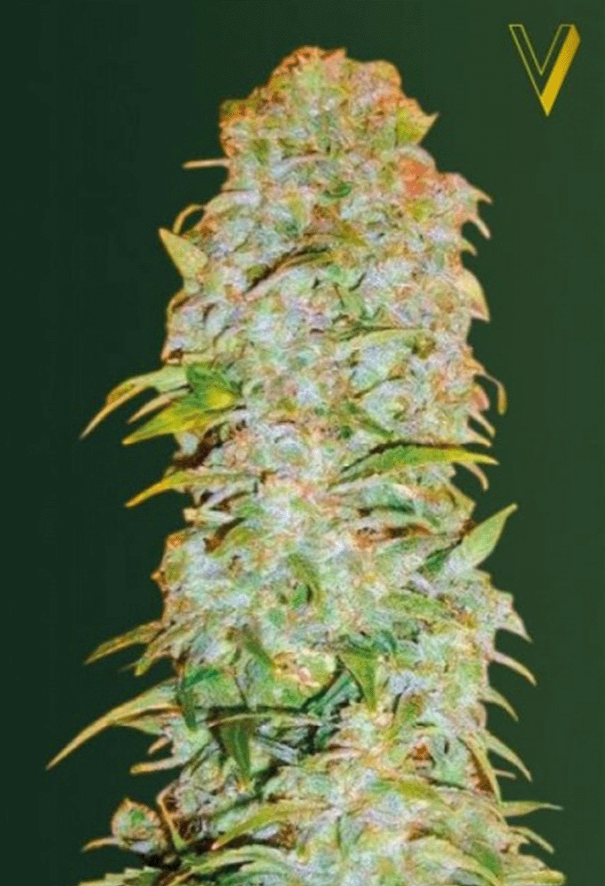 Amnesium Automatic-3 Samen - Seeds24