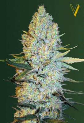 Amnesium Feminisiert-3 Samen - Seeds24