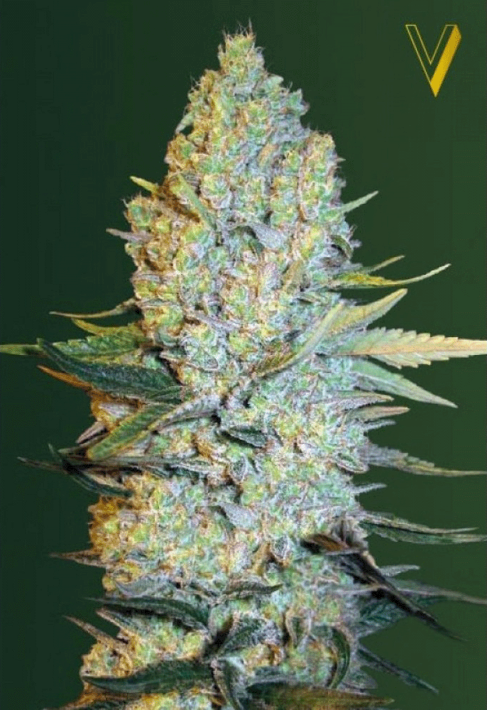 Amnesium Feminisiert-3 Samen - Seeds24