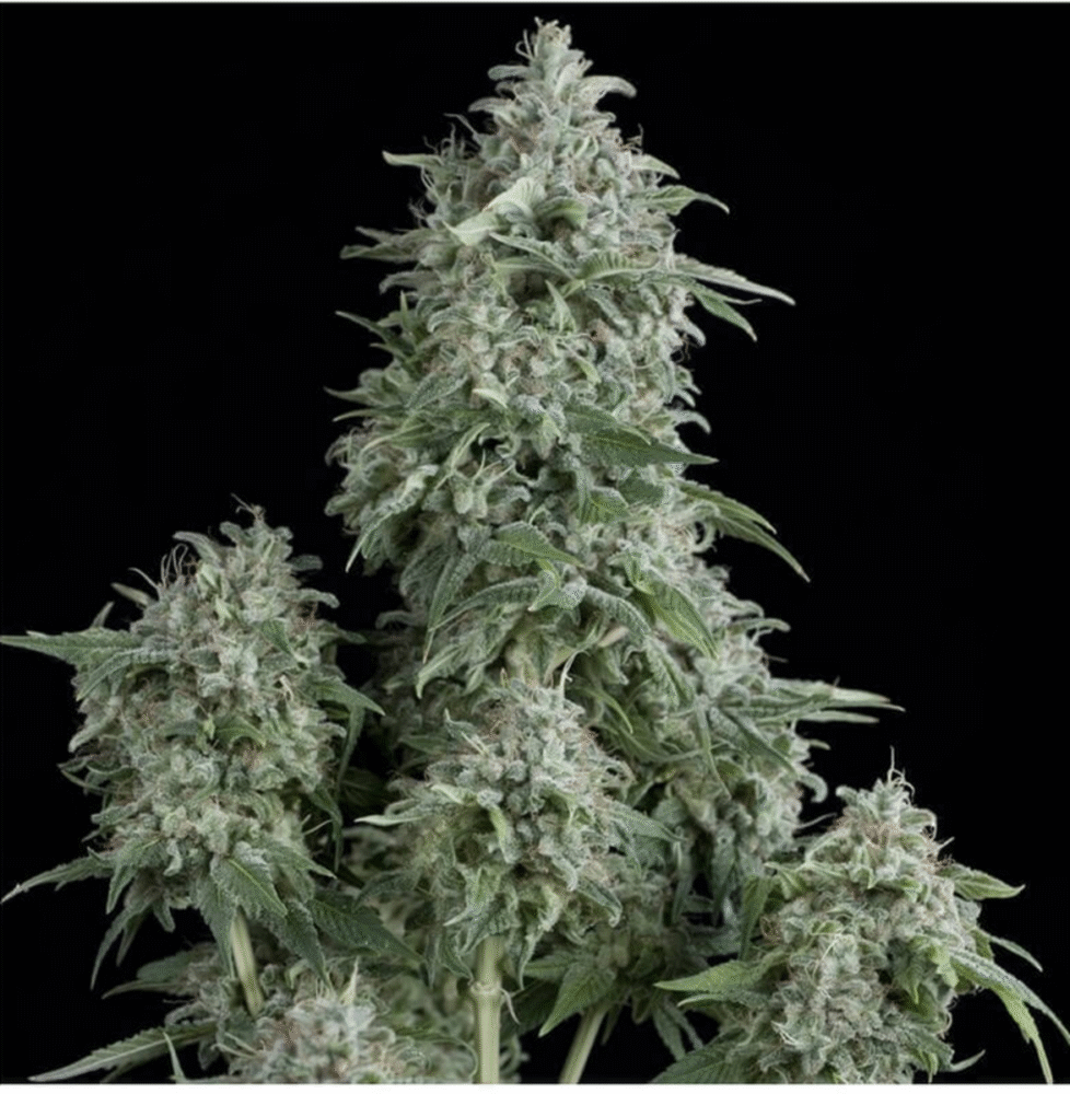 Anubis Feminisiert-3 Samen - Seeds24