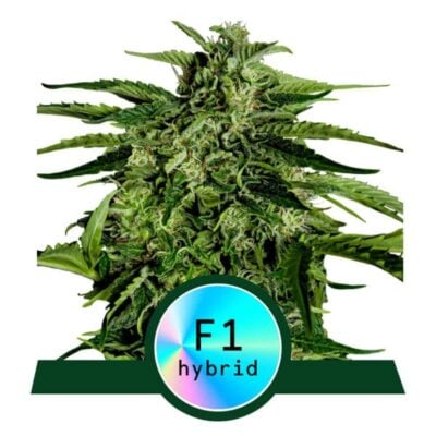 Apollo F1 Automatic-3 Samen - Seeds24