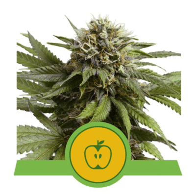 Apple Fritter Automatic-3 Samen - Seeds24