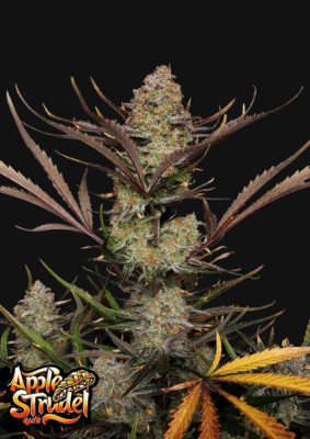 Apple Strudel Auto-3 Samen - Seeds24