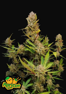 Apricot Auto-3 Samen - Seeds24