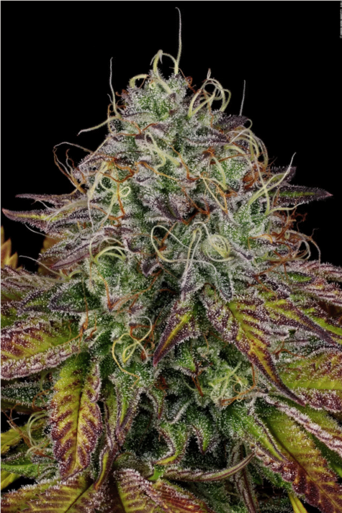 Apricot Candy Feminisiert-3 Samen - Seeds24