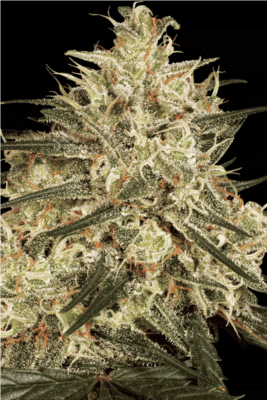 Atomical Haze Feminisiert-3 Samen - Seeds24
