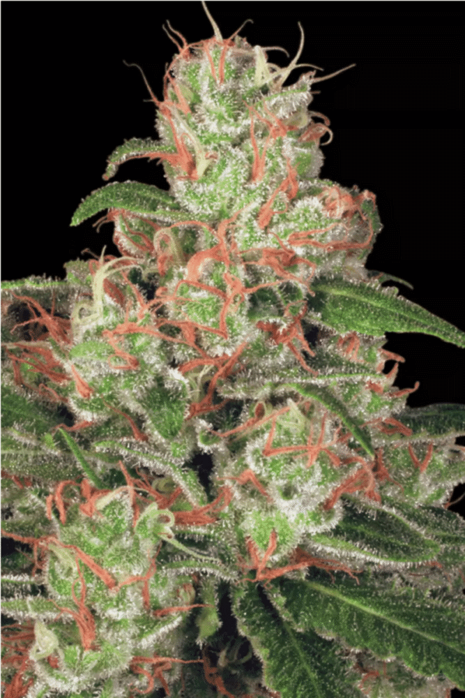 Auto Acid-3 Samen - Seeds24