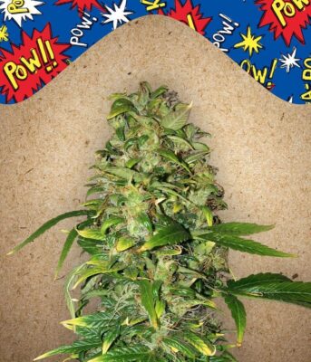 Auto AK-4 Samen - Seeds24