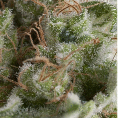 Auto American Pie-3 Samen - Seeds24