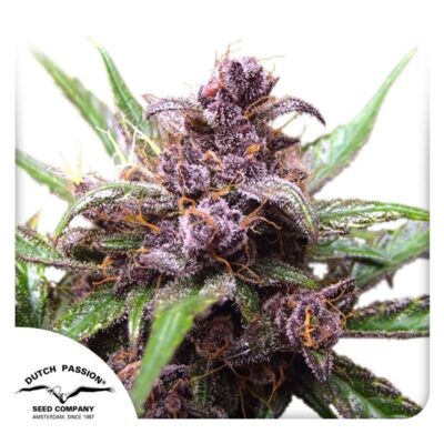 Auto Blackberry Kush-3 Samen - Seeds24