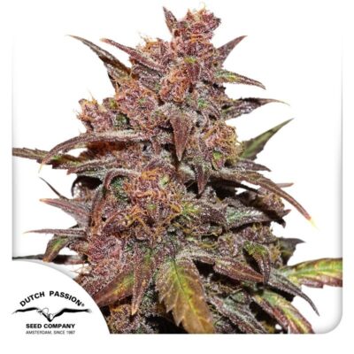Auto Blackberry Kush CBD-3 Samen - Seeds24