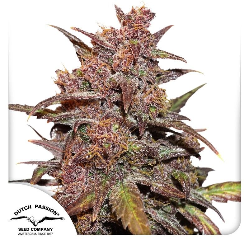 Auto Blackberry Kush CBD-3 Samen - Seeds24