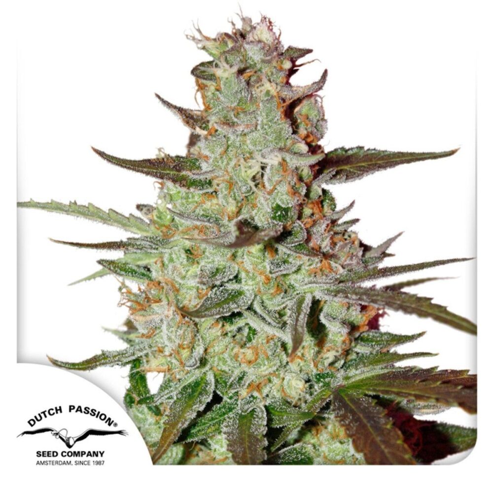 Auto Blue Mazar-3 Samen - Seeds24
