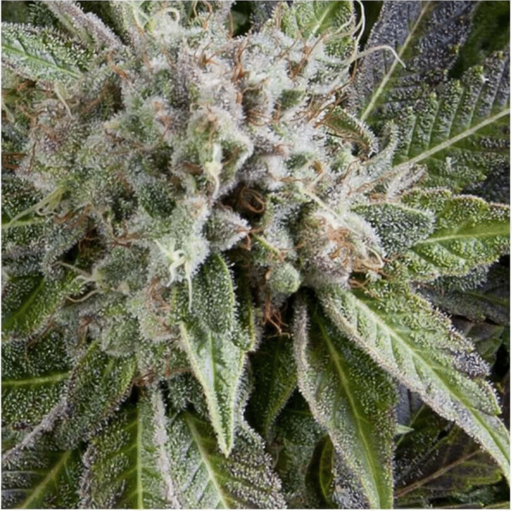 Auto Blue Pyramid-3 Samen - Seeds24