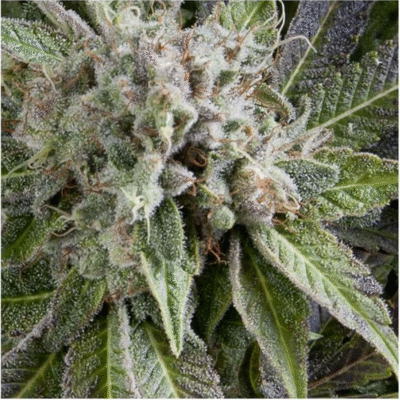 Auto Blue Pyramid-3 Samen - Seeds24