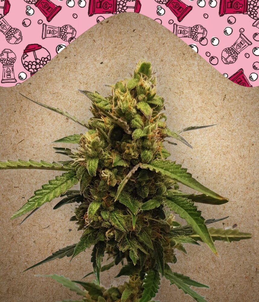 Auto Bubble-4 Samen - Seeds24