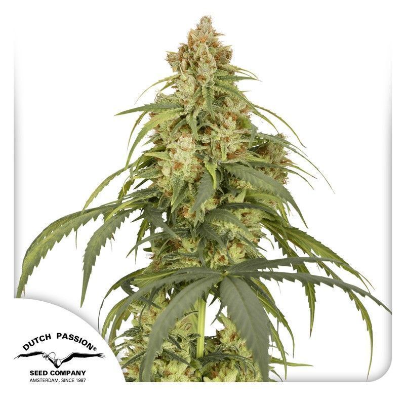 Auto CBD-Victory-3 Samen - Seeds24