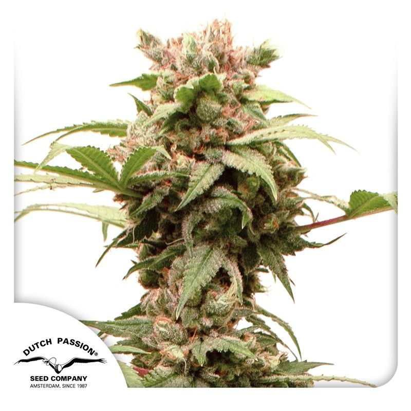 Auto CBG Force-3 Samen - Seeds24