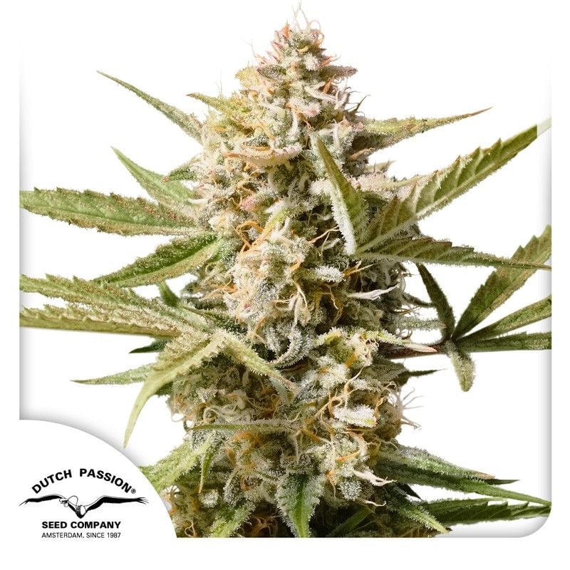 Auto Cinderella Jack-3 Samen - Seeds24