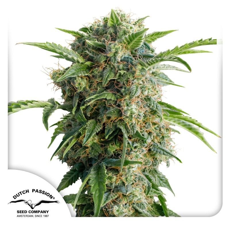 Auto Daiquiri Lime-3 Samen - Seeds24