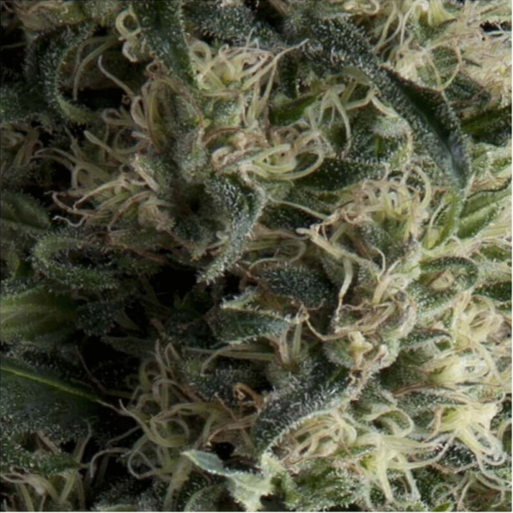 Auto Galaxy-3 Samen - Seeds24