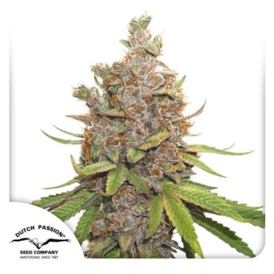 Auto Glueberry O.G.-3 Samen - Seeds24